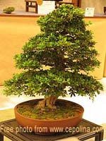 growing bonsai