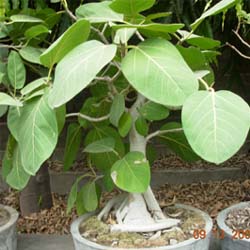 download free  bonsai photo