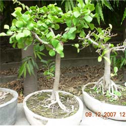 download free  bonsai photo