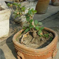 free download photos of bonsai