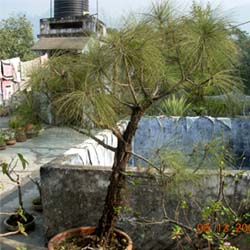 free photos of bonsai